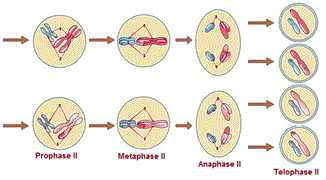 Meiosis II